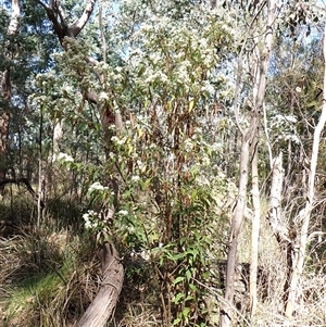 Olearia lirata at Cook, ACT - 7 Oct 2024