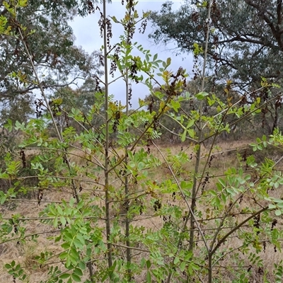 Fraxinus angustifolia (Desert Ash) at Isaacs, ACT - 8 Oct 2024 by Mike