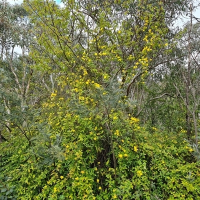 Jasminum mesnyi at Isaacs, ACT - 8 Oct 2024 by Mike