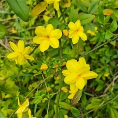 Jasminum mesnyi at Isaacs, ACT - 8 Oct 2024 05:06 PM