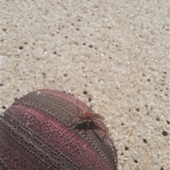 Unverified Insect at Hopetoun, WA - 8 Oct 2024 by VanceLawrence