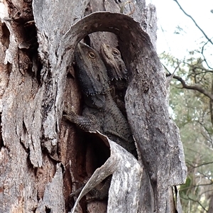 Pogona barbata at Cook, ACT - suppressed