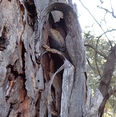 Pogona barbata at Cook, ACT - suppressed