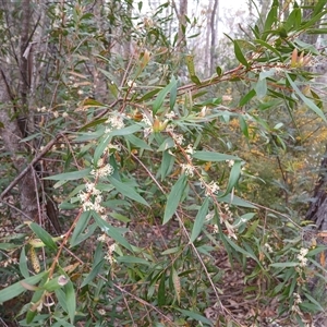 Hakea salicifolia at Bundanoon, NSW - 4 Oct 2024 02:55 PM