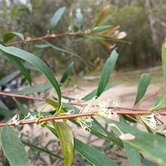 Hakea salicifolia at Bundanoon, NSW - 4 Oct 2024 02:55 PM