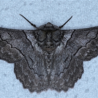 Hypobapta tachyhalotaria (Varied Grey) at Bulli, NSW - 4 Oct 2024 by jb2602