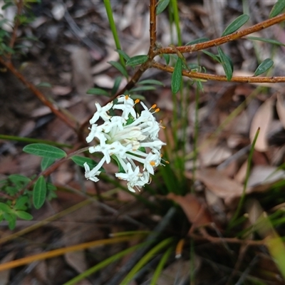 Pimelea linifolia (Slender Rice Flower) at Bundanoon, NSW - 4 Oct 2024 by mahargiani