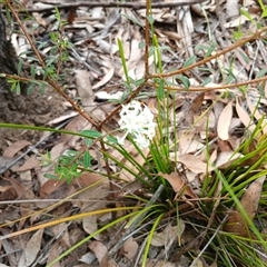 Pimelea linifolia at Bundanoon, NSW - 4 Oct 2024