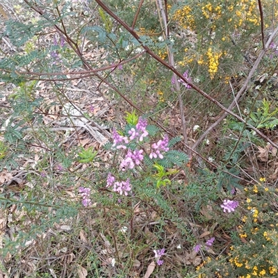 Comesperma ericinum (Heath Milkwort) at Bundanoon, NSW - 4 Oct 2024 by mahargiani