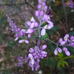 Comesperma ericinum at Bundanoon, NSW - 4 Oct 2024 02:54 PM