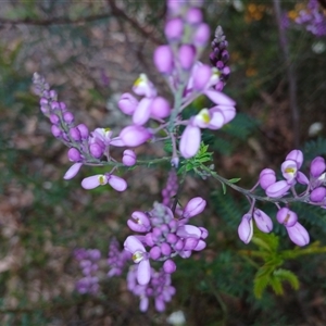 Comesperma ericinum at Bundanoon, NSW - 4 Oct 2024