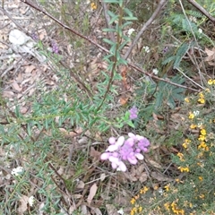 Comesperma ericinum at Bundanoon, NSW - 4 Oct 2024 02:54 PM