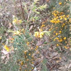 Daviesia corymbosa at Bundanoon, NSW - 4 Oct 2024 by mahargiani