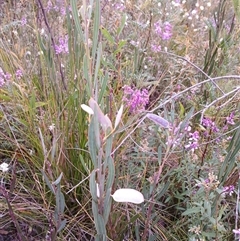 Acacia suaveolens at Bundanoon, NSW - 4 Oct 2024 03:03 PM