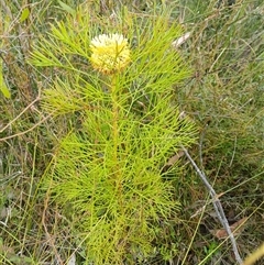 Isopogon anethifolius at Bundanoon, NSW - 4 Oct 2024 by mahargiani