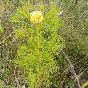 Isopogon anethifolius at Bundanoon, NSW - 4 Oct 2024