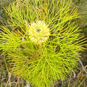 Isopogon anethifolius at Bundanoon, NSW - 4 Oct 2024