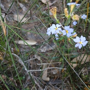 Dampiera stricta at Bundanoon, NSW - 4 Oct 2024