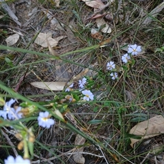 Dampiera stricta at Bundanoon, NSW - 4 Oct 2024