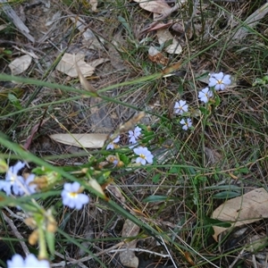 Dampiera stricta at Bundanoon, NSW - 4 Oct 2024 03:06 PM