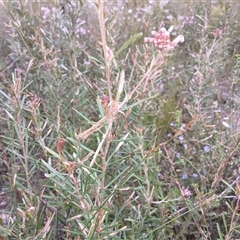 Unidentified Other Shrub at Bundanoon, NSW - 4 Oct 2024 by mahargiani