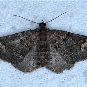 Epyaxa sodaliata at Bulli, NSW - 4 Oct 2024 09:49 PM