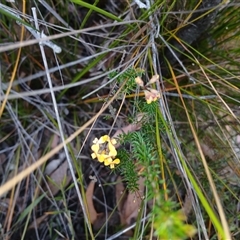 Dillwynia retorta at Bundanoon, NSW - 4 Oct 2024 by mahargiani