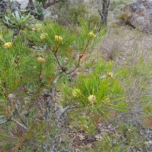 Isopogon anethifolius at Bundanoon, NSW - 4 Oct 2024 03:09 PM