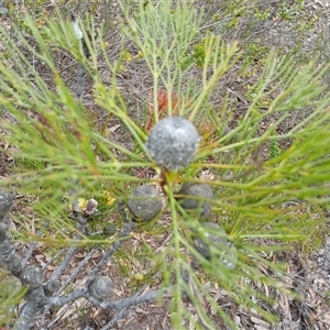 Isopogon anethifolius at Bundanoon, NSW - 4 Oct 2024 03:09 PM