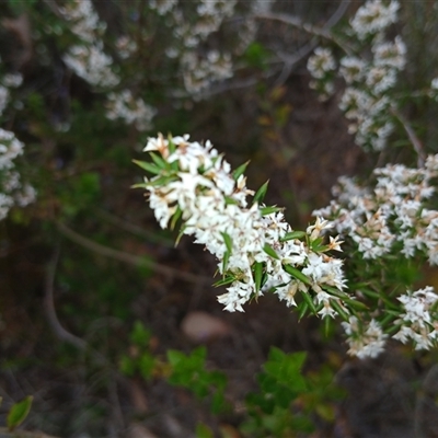 Cryptandra amara at Bundanoon, NSW - 4 Oct 2024 by mahargiani