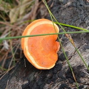 Trametes coccinea at Bundanoon, NSW - 4 Oct 2024