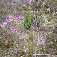 Comesperma ericinum (Heath Milkwort) at Bundanoon, NSW - 4 Oct 2024 by mahargiani