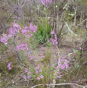 Comesperma ericinum at Bundanoon, NSW - 4 Oct 2024 03:19 PM