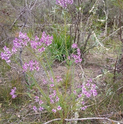 Comesperma ericinum (Heath Milkwort) at Bundanoon, NSW - 4 Oct 2024 by mahargiani