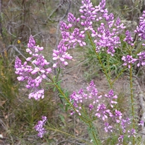 Comesperma ericinum at Bundanoon, NSW - 4 Oct 2024 03:19 PM