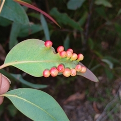 Leptocybe invasa (Eucalyptus Stem Gall Wasp) at Bundanoon, NSW - 4 Oct 2024 by mahargiani