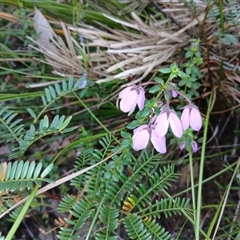 Tetratheca thymifolia (Black-eyed Susan) at Bundanoon, NSW - 4 Oct 2024 by mahargiani