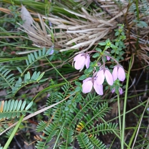 Tetratheca thymifolia at Bundanoon, NSW - 4 Oct 2024