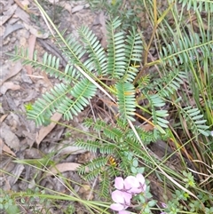 Tetratheca thymifolia at Bundanoon, NSW - 4 Oct 2024