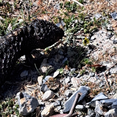 Tiliqua rugosa (Shingleback Lizard) at Throsby, ACT - 8 Oct 2024 by abread111