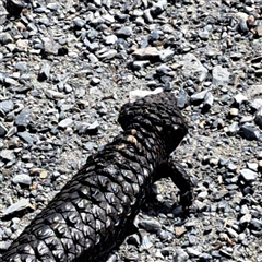 Tiliqua rugosa at Throsby, ACT - 8 Oct 2024