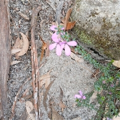 Tetratheca thymifolia (Black-eyed Susan) at Bundanoon, NSW - 4 Oct 2024 by mahargiani