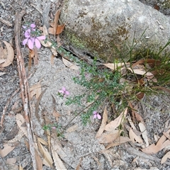 Tetratheca thymifolia at Bundanoon, NSW - 4 Oct 2024