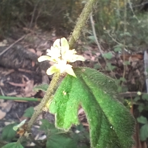 Xanthosia pilosa at Bundanoon, NSW - 4 Oct 2024