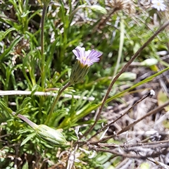 Vittadinia muelleri (Narrow-leafed New Holland Daisy) at Throsby, ACT - 8 Oct 2024 by abread111