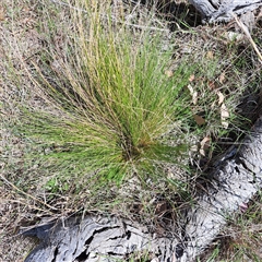 Nassella trichotoma (Serrated Tussock) at Throsby, ACT - 8 Oct 2024 by abread111