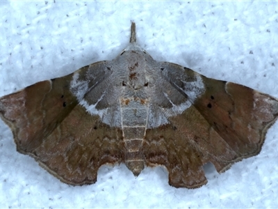 Esthlodora versicolor (A Noctuid moth (Hypeninae)) at Bulli, NSW - 4 Oct 2024 by jb2602