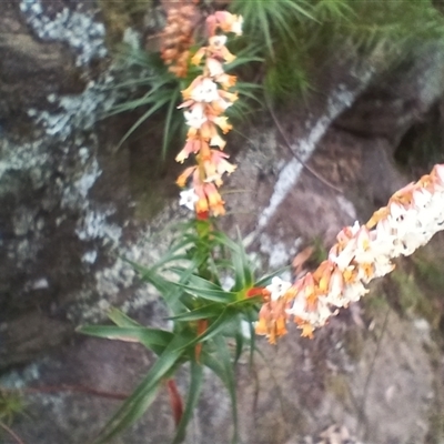 Dracophyllum secundum at Bundanoon, NSW - 4 Oct 2024 by mahargiani