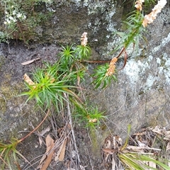 Dracophyllum secundum at Bundanoon, NSW - 4 Oct 2024