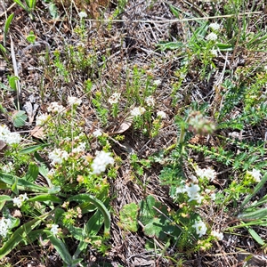 Asperula conferta at Throsby, ACT - 8 Oct 2024